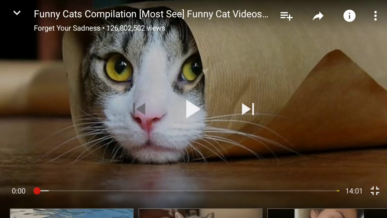 Try not to laugh challenge funny cats video