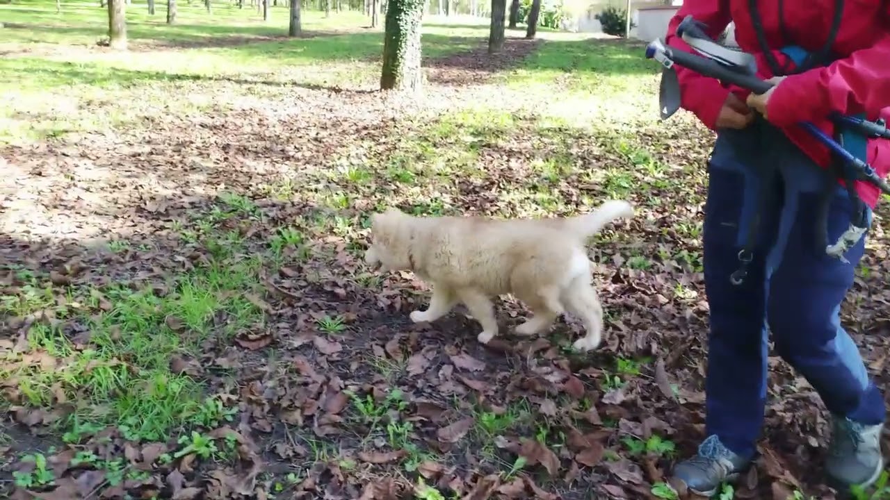Un chiot Malamute et les petits chiens