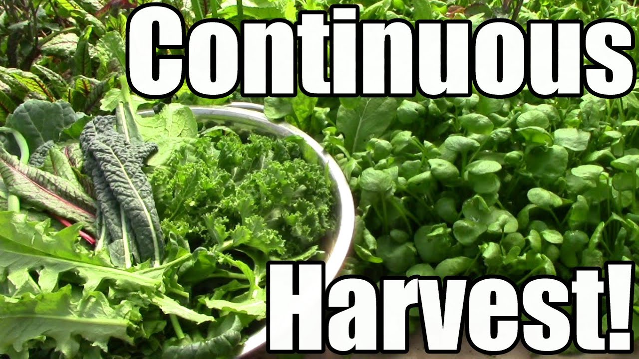 How & Why We Strive for a Continuous Harvest (Zone 5)