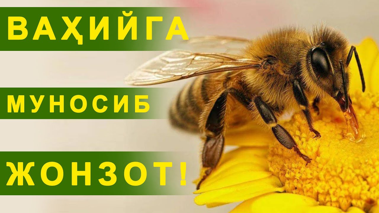 Ваҳийга муносиб жонзот!
