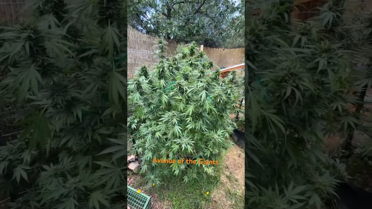 Avenue of the Giants #growyourown #arizona #notill #organic #outdoor #gardening #cannabis #bigfoot