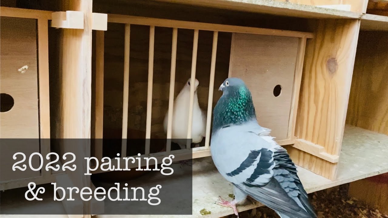2022 pairing and breeding racing pigeons!