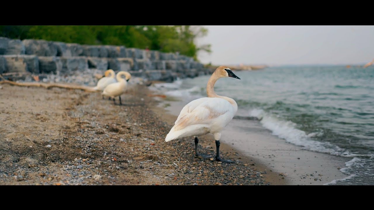 Meike 50mm f1.8 Video Test | Sony α7s Mk. I