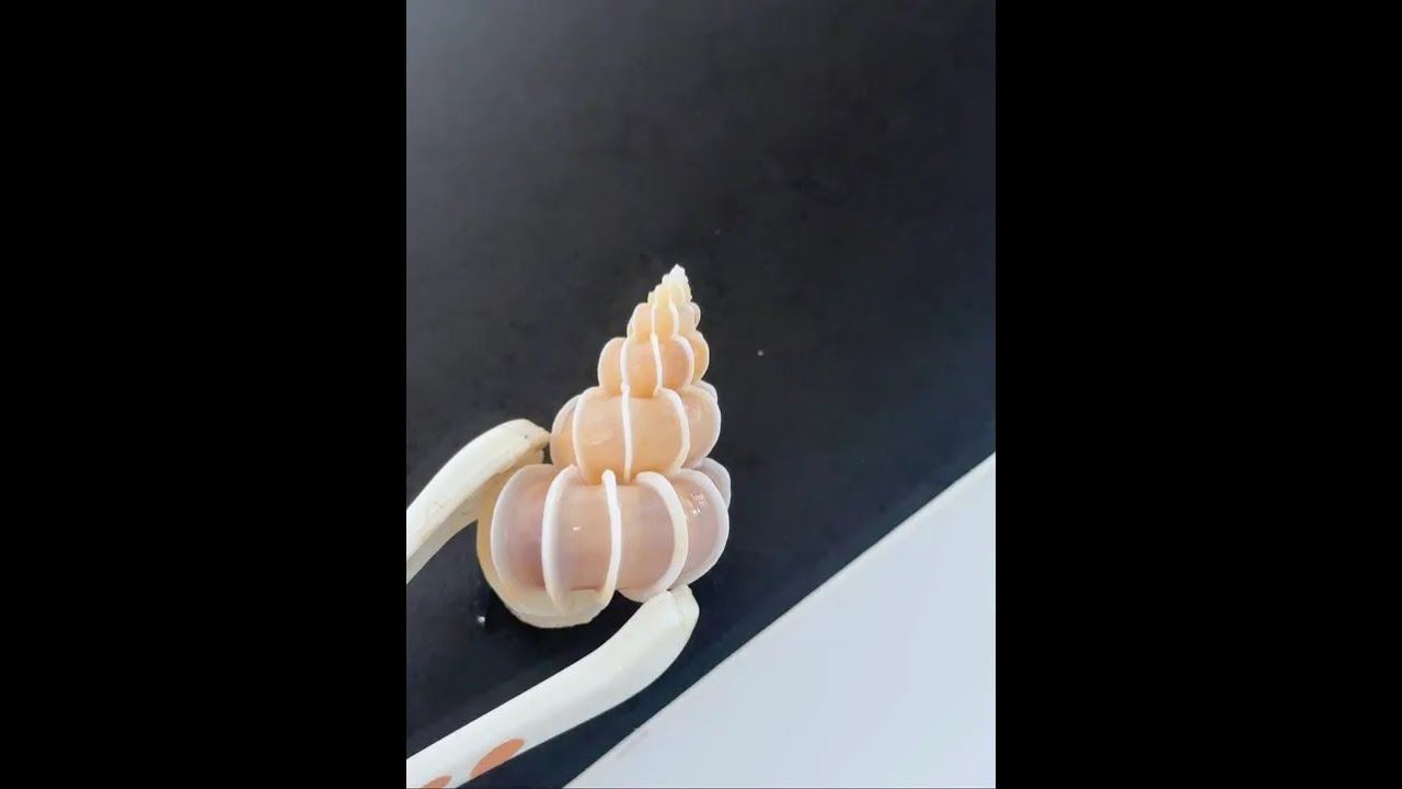 绮蛳螺清洗后续 大家提供的方法能试的都已经试过很多次了，最后还是埋花盆里了，听天由命吧#贝壳清洗#绮蛳螺