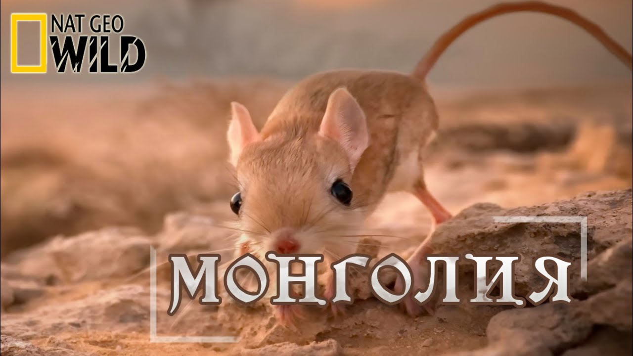 Дикая Монголия - Выжившие в пустыне. Дикие животные. #Документальный фильм. National Geographic 16+