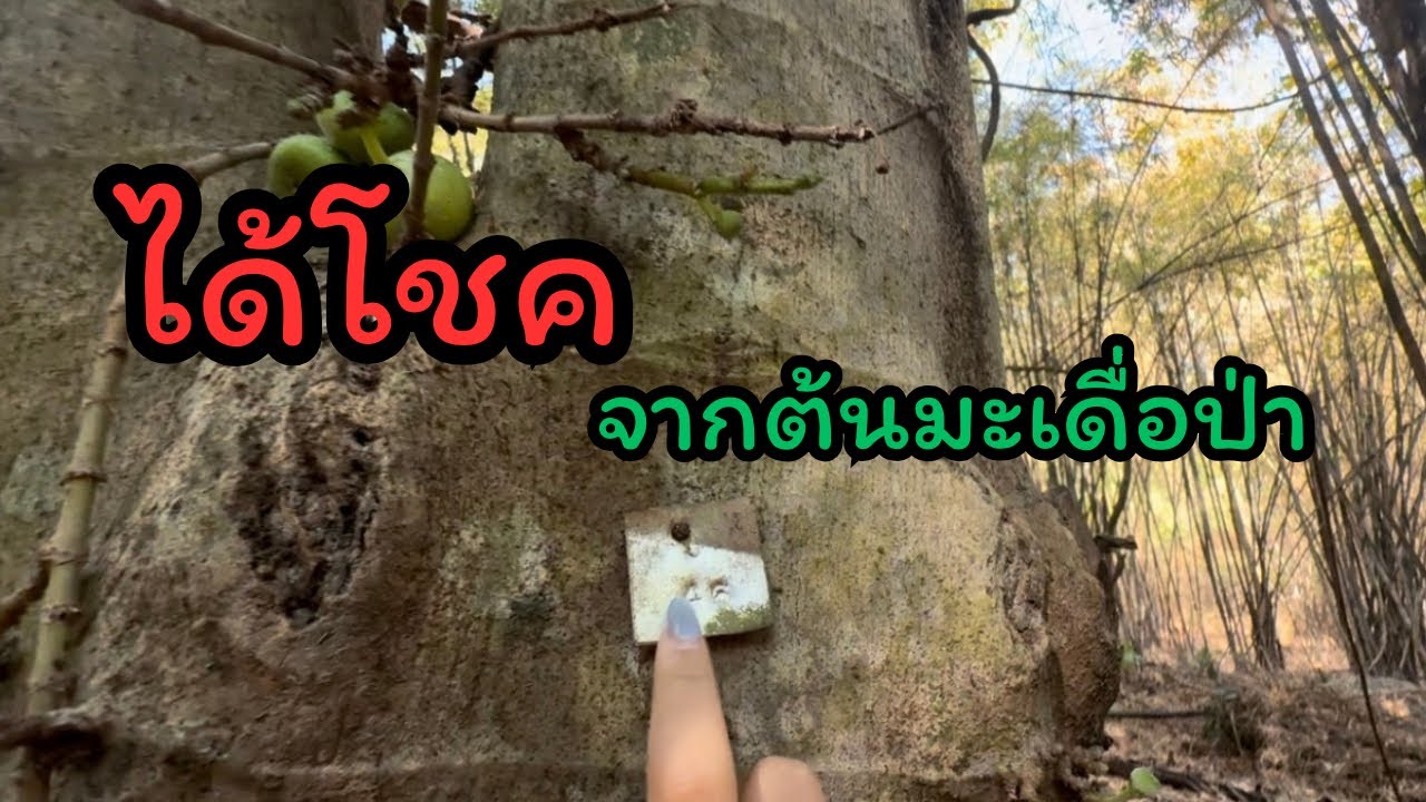 เจอต้นมะเดื่อมีตัวเลขปักบนต้นเต็มๆก่อนจะเจอคนหนึ่งเดินมา!!!