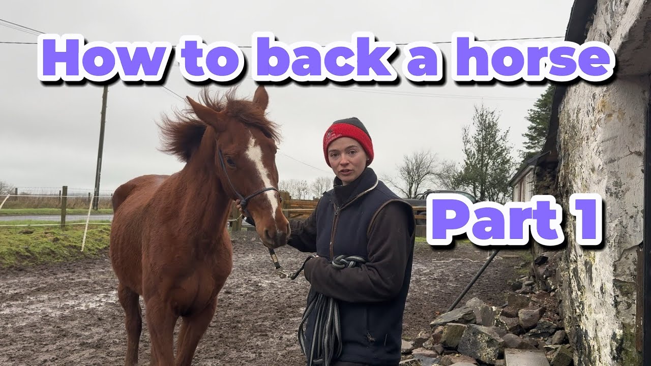 How to back a horse | Abigail’s Horses | Mountain View Equine 