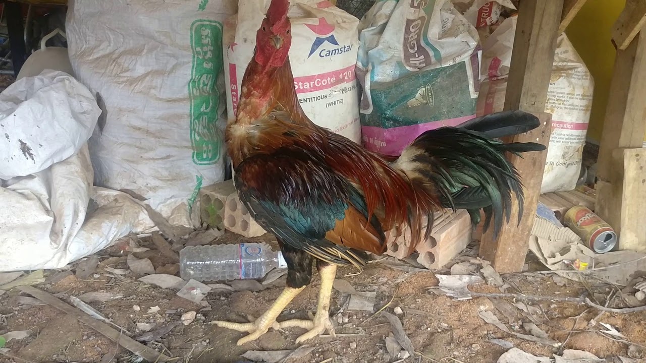 Cambodia Chicken Farm