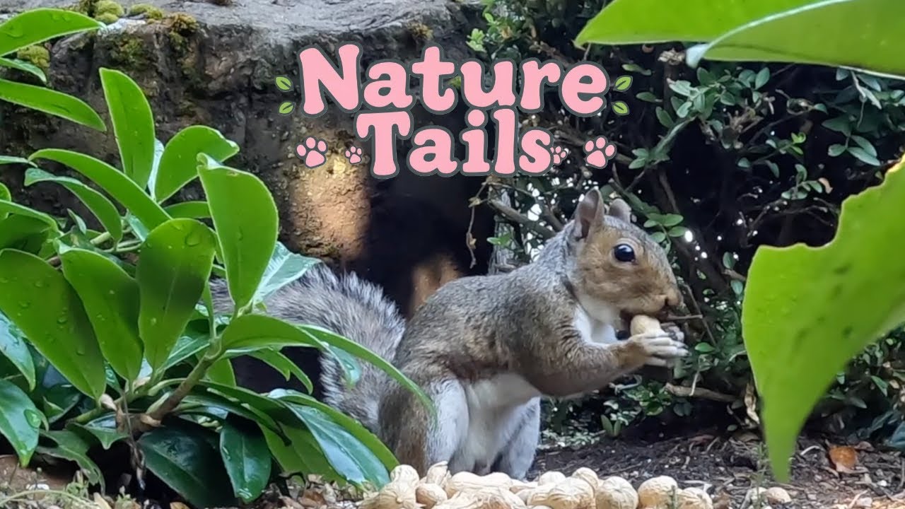 Cat Tv Nature Tails Wild Life Indoor Pet Entertainment Tv - Squirrels & Birds Videos for Cats & Dogs