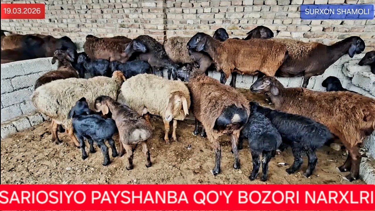 19.03.2026 SARIOSIYO PAYSHANBA MOL BOZORI QO'Y QO'ZI NARXLARI