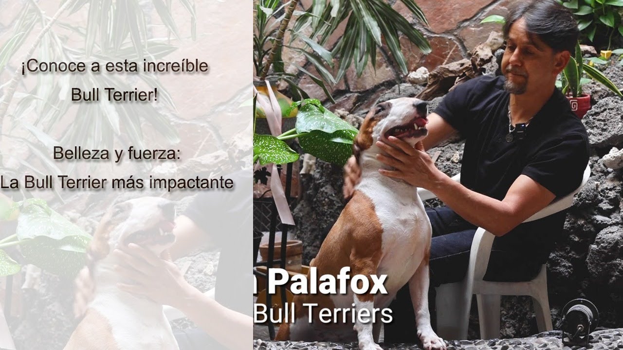 “Bull Terrier Mexicano de Clase Mundial | Balita de Palafox Bull Terriers”