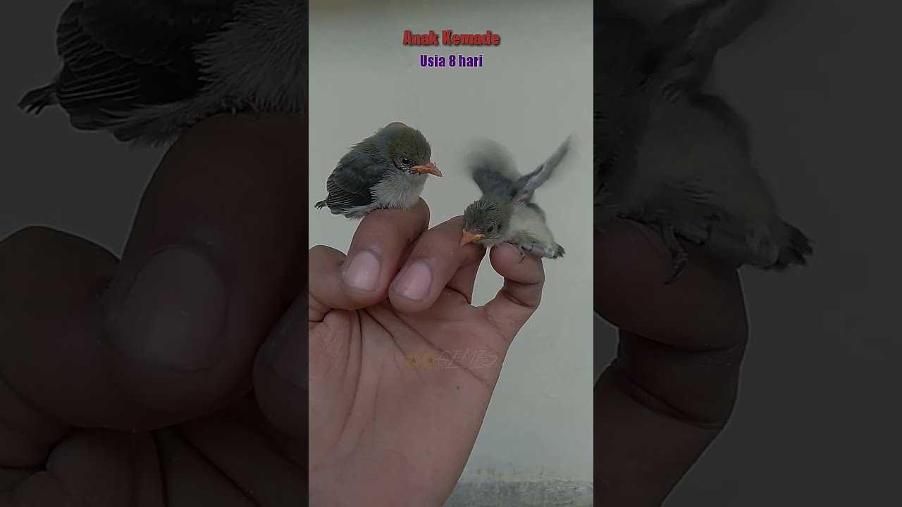 Pertumbuhan Kecil Sampai Dewasa Burung Kemade II
