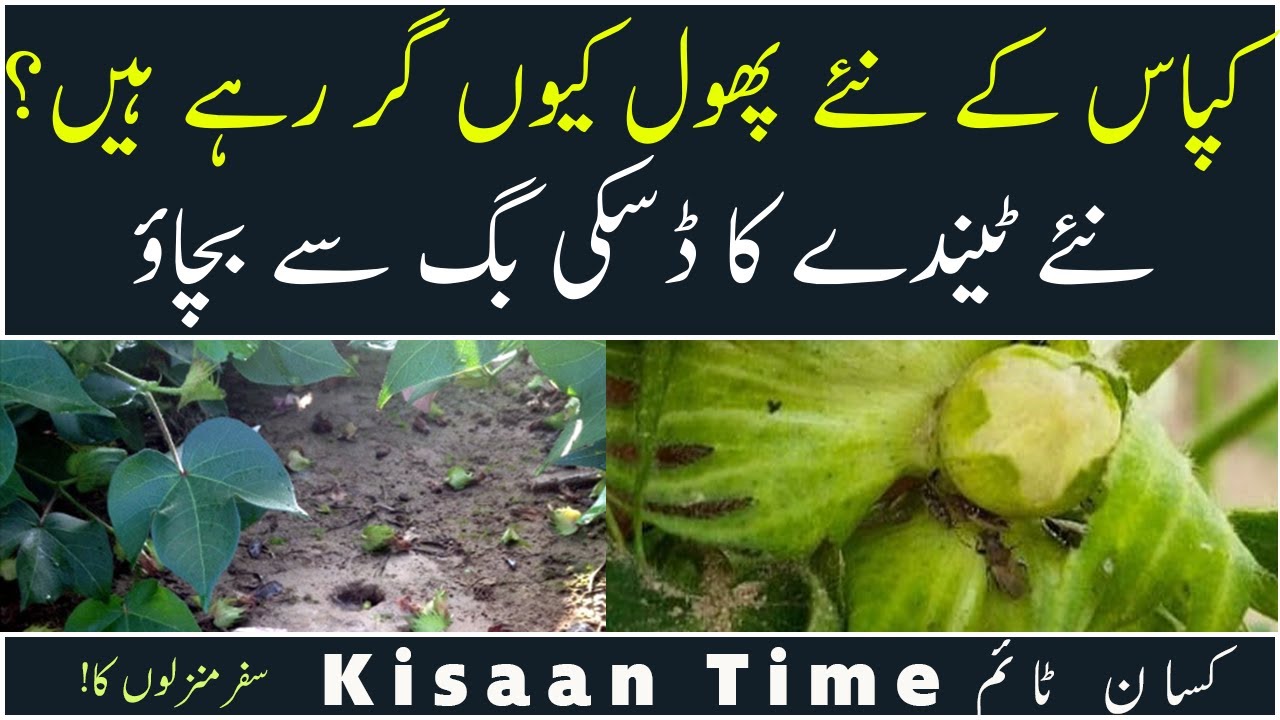 How to Control Dusky bug Cotton flower shedding ، ڈسکی بگ کا کنٹرول Kisaan Time  کسان ٹآئم