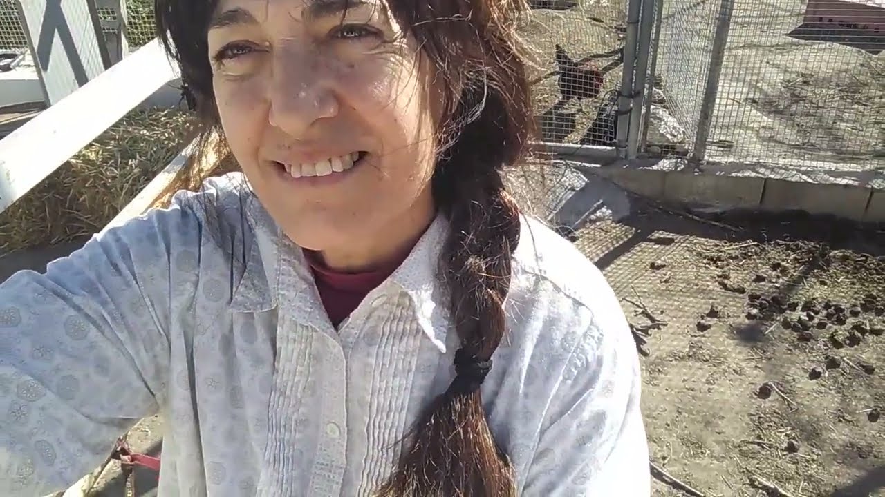 08.02.2026 Mejorando el ánimo. Sigo con las pacas de paja.
