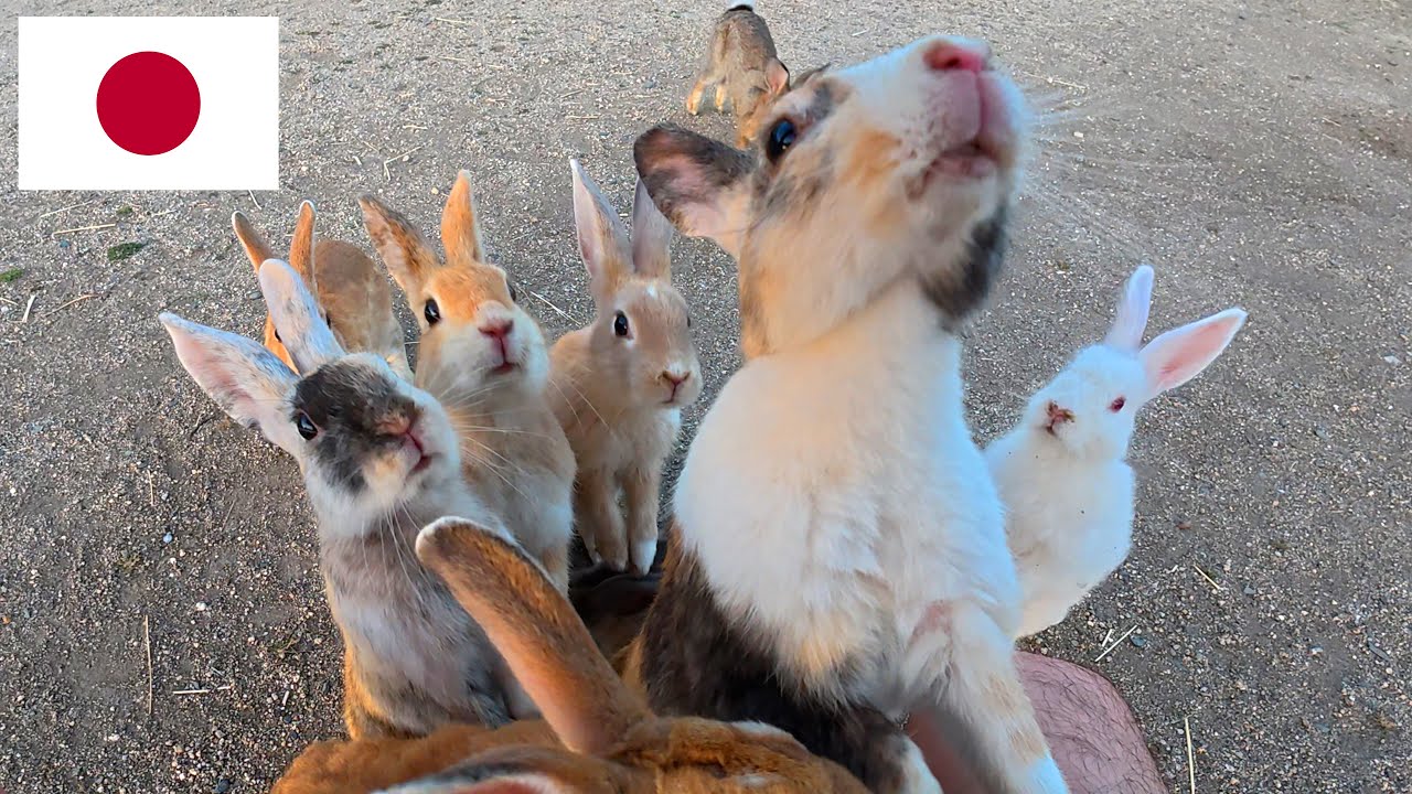 Внутри Японского Острова Кроликов 🐰