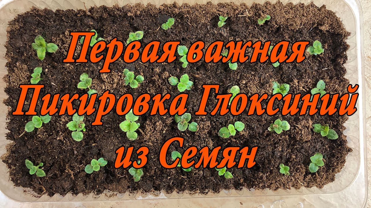 Первая важная пикировка Глоксиний, выращенных из семян. 3 часть