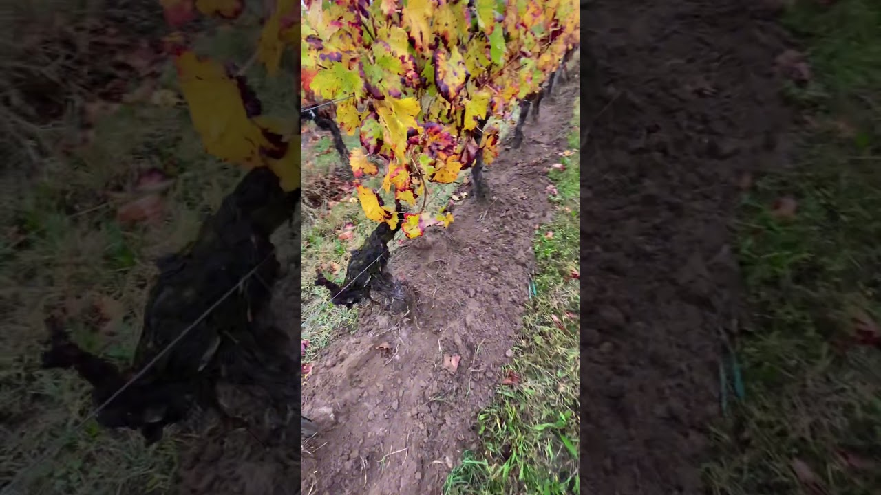 BÄHR - travail du cavaillon vignes étroites avec lames ACTIBÄHR
