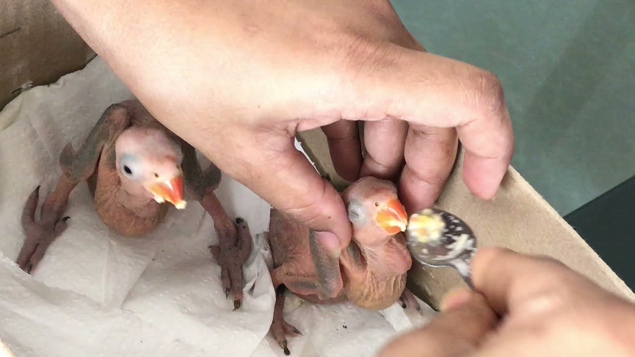 Parrot chicks hand feeding with spoon-1