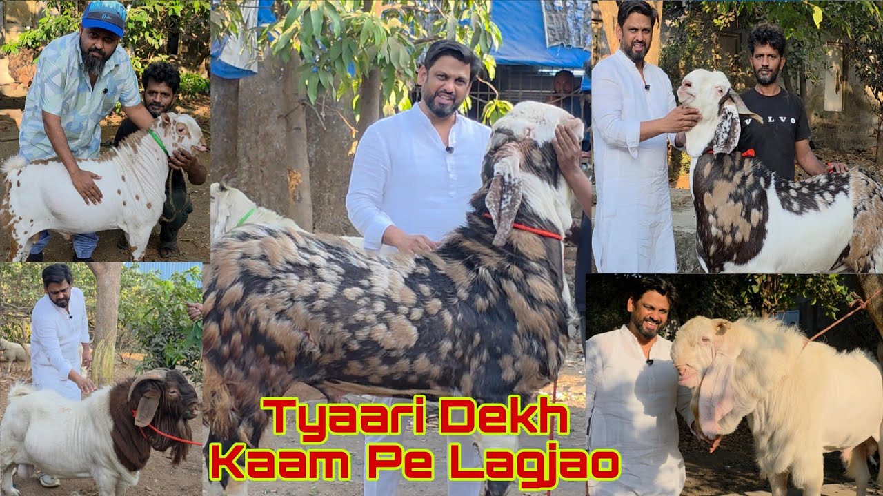 Weight Average Bhuljaoge Tyaari Dekh Kar | Shanu Bhai Ne Tode Sab Record | Shanu Bhai Bloodline Goat