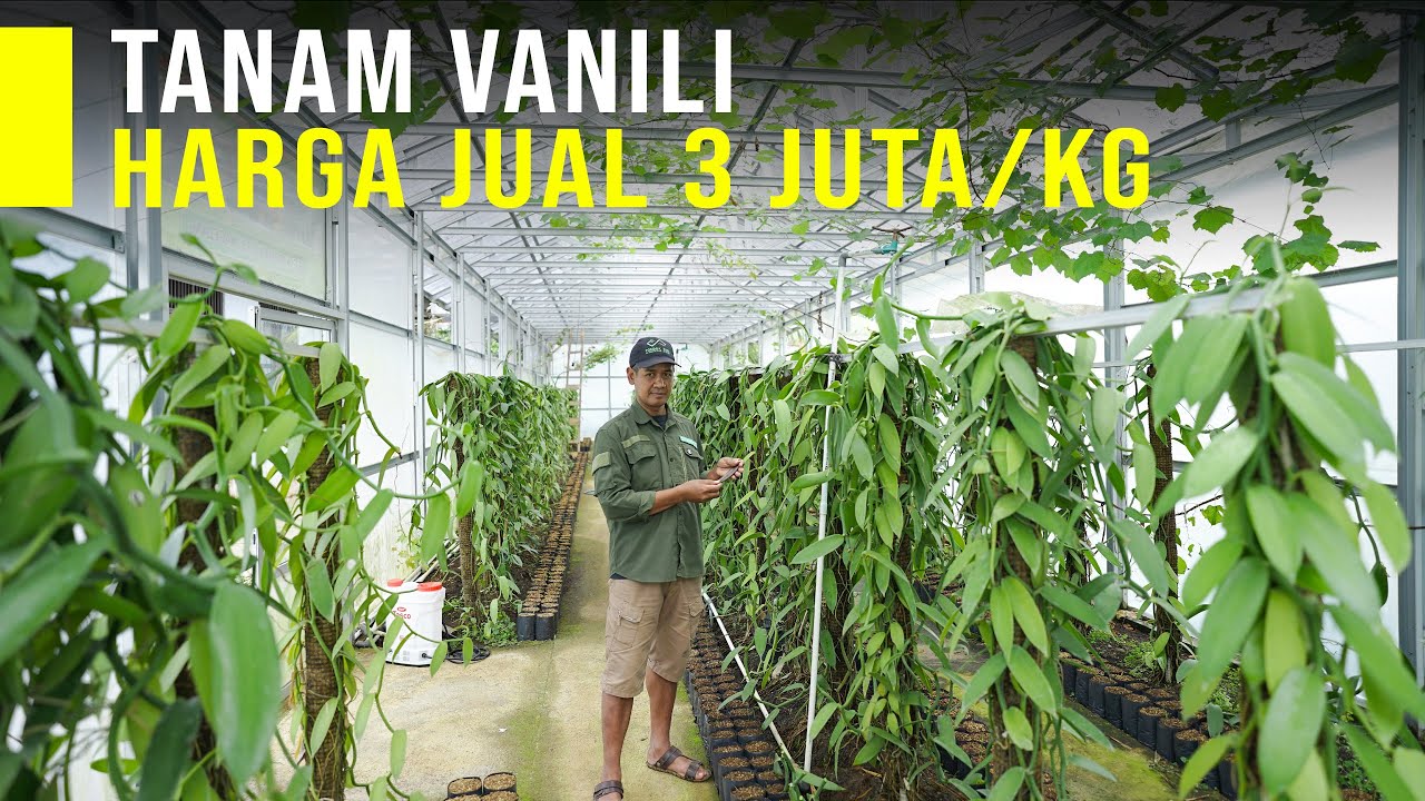 Budidaya Vanili Modern, Emas Hijau Harga Jual 3 Juta/Kg