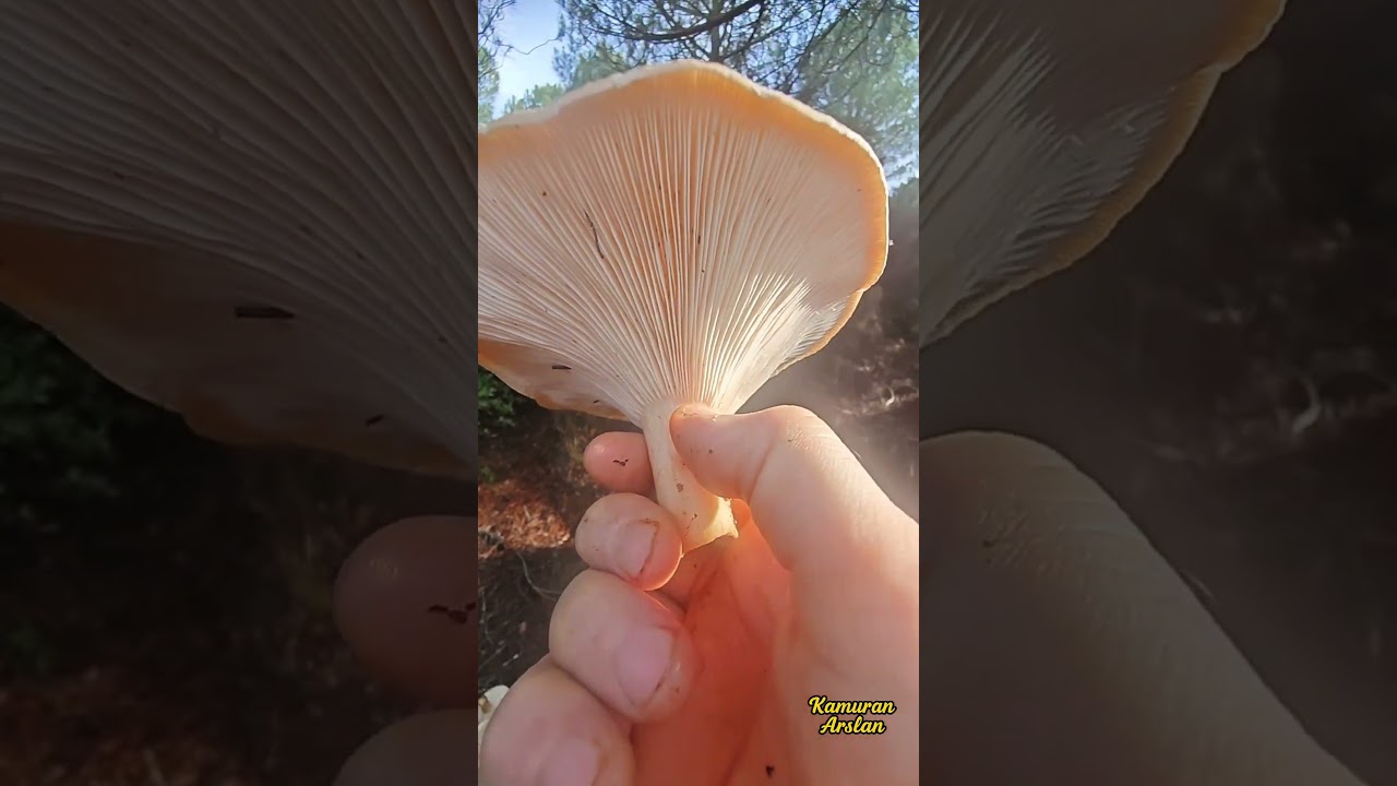 Pırnal Melkisi Bilgilerimizi Tazeleyelim: Şapka&ndash;Lamel&ndash;Sap Detayları (Infundibulicybe geotropa)