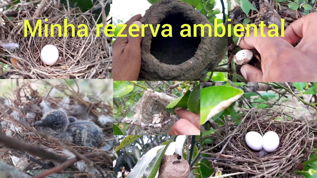 A minha rezeva ambiental aqui no sitio😊 