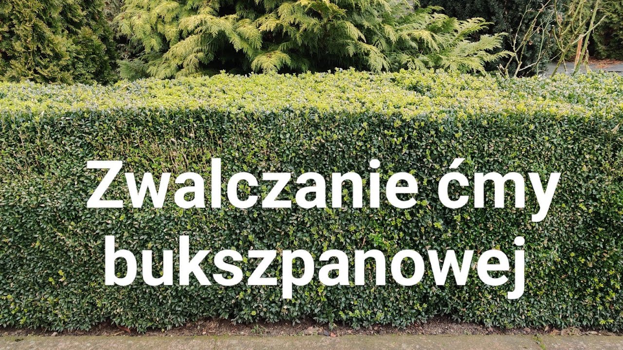 Pierwsze opryski na ćmę bukszpanową