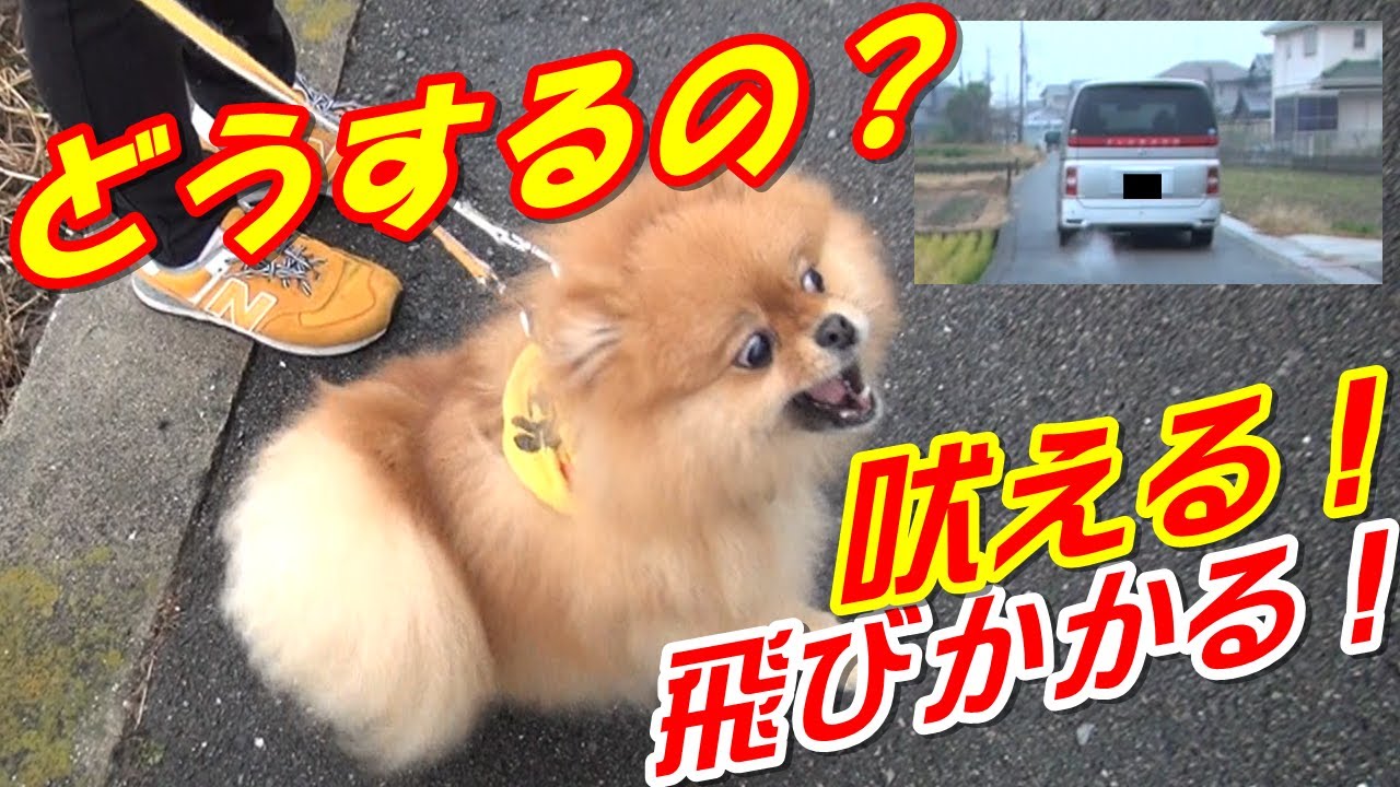 【#吠え問題解消動画】お散歩で人や犬・車に吠える犬を直す方法！！#犬のしつけ #吠え問題#問題行動#ドッグトレーニング#犬