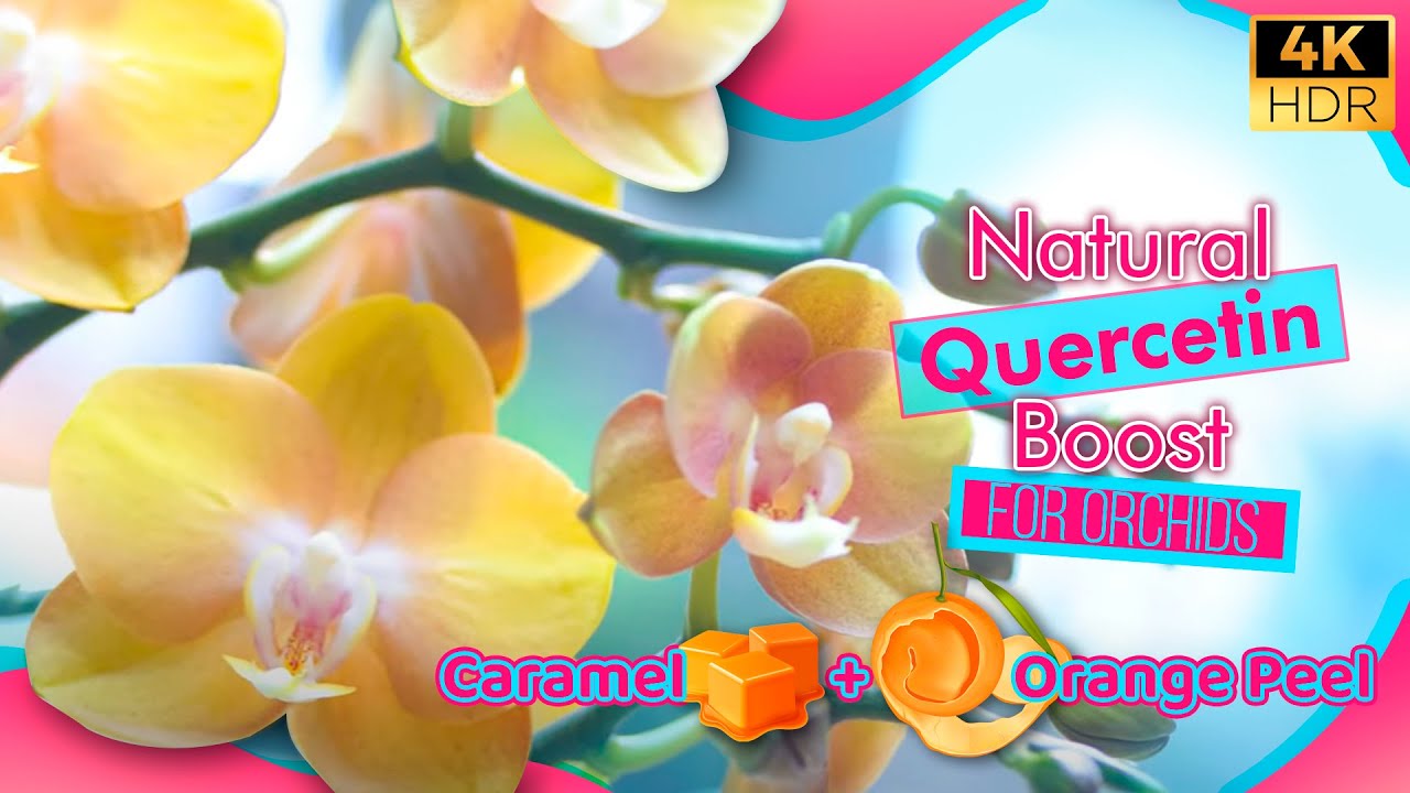 Natural Quercetin Boost for Orchids: Caramel + Orange Peel