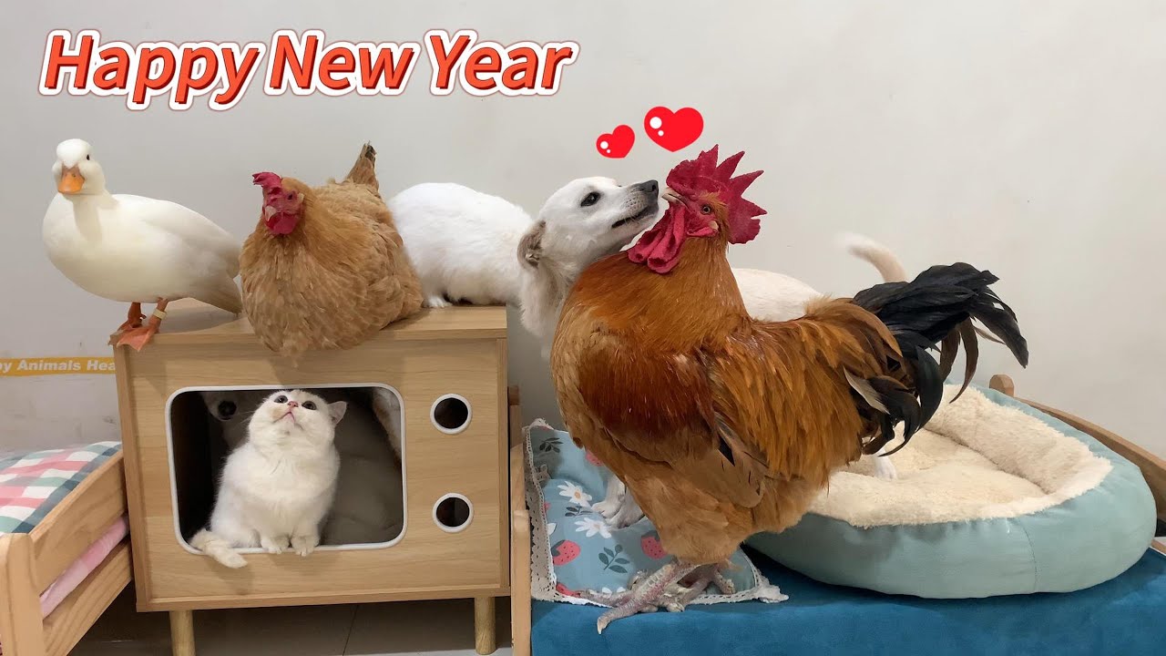 A hen, a puppy, a duck, a rabbit, and a rooster celebrate the New Year with Kitty!So cute and funny!