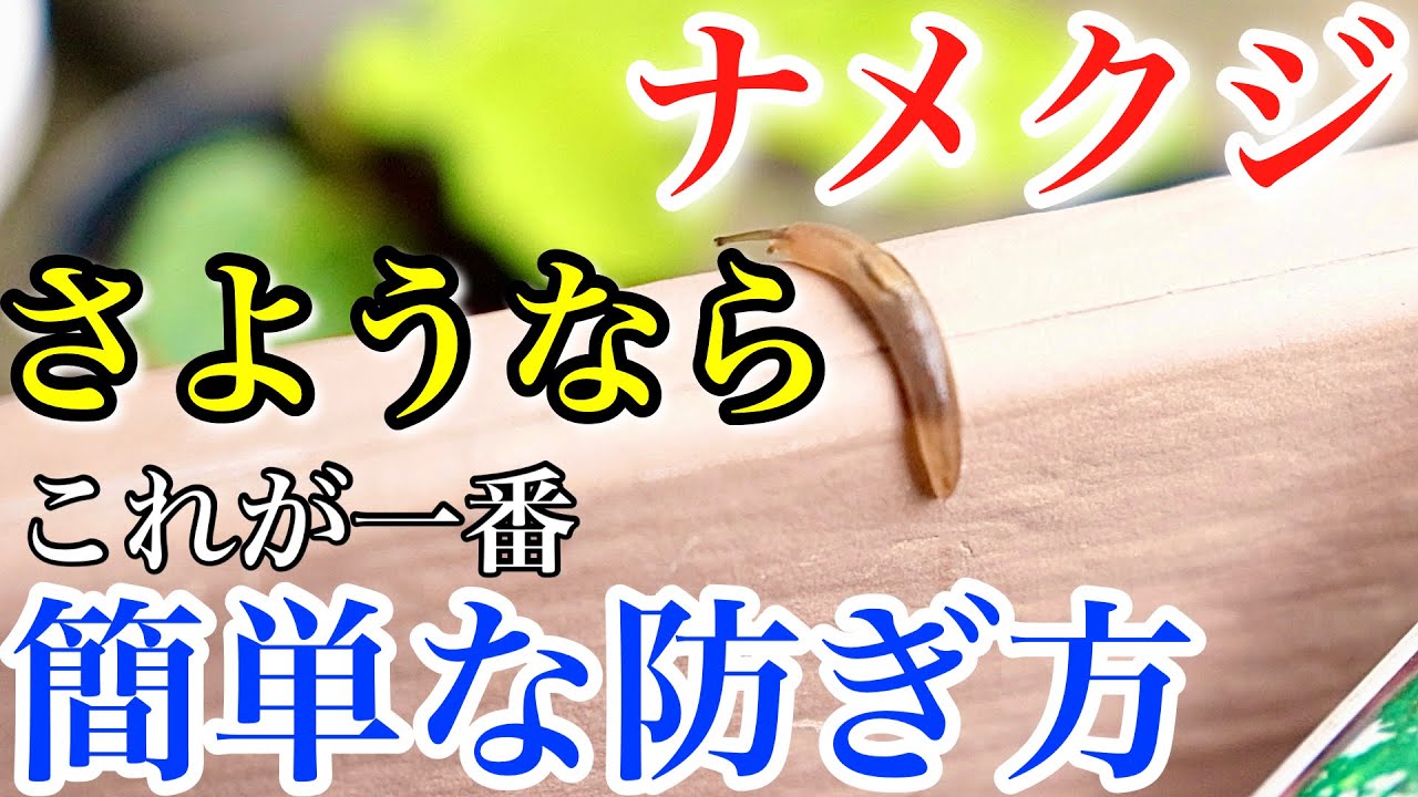 【ナメクジ駆除】ビール？珈琲？結局どれが効くの？一番簡単な駆除の方法教えます。