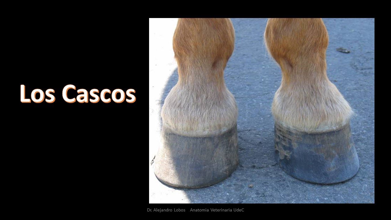 Los cascos en equinos
