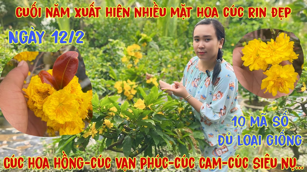 12-2☎️0706938527 Quế Anh ☎️🌳Mai Vàng Chơi Tết Giá Rẻ🌳cúc hoa hồng-cúc thọ hương-cúc siêu nụ-cúc cam🌳