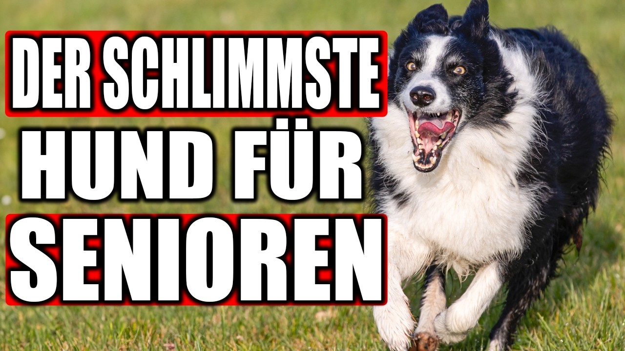 13 SCHLIMME HUNDERASSEN Für Senioren!