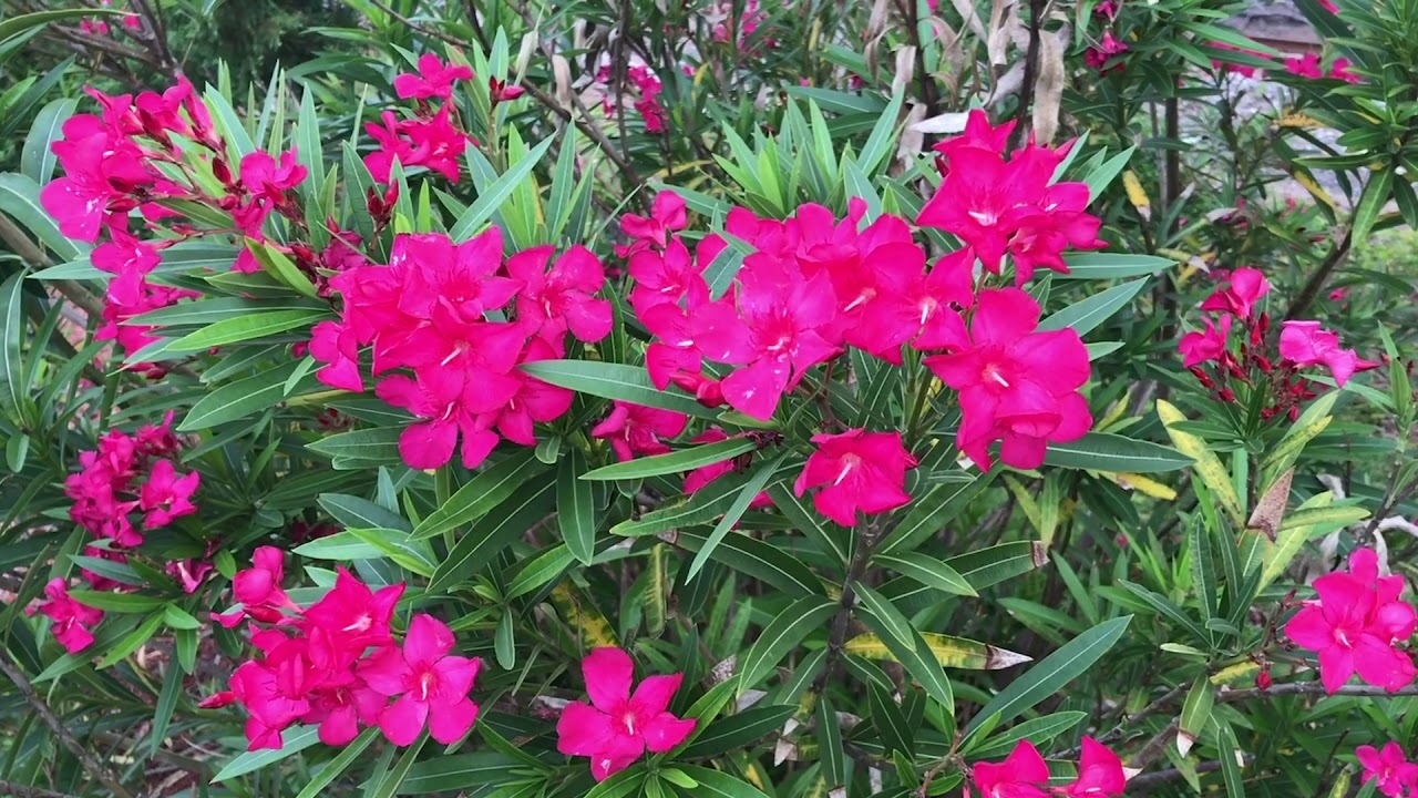 Oleander