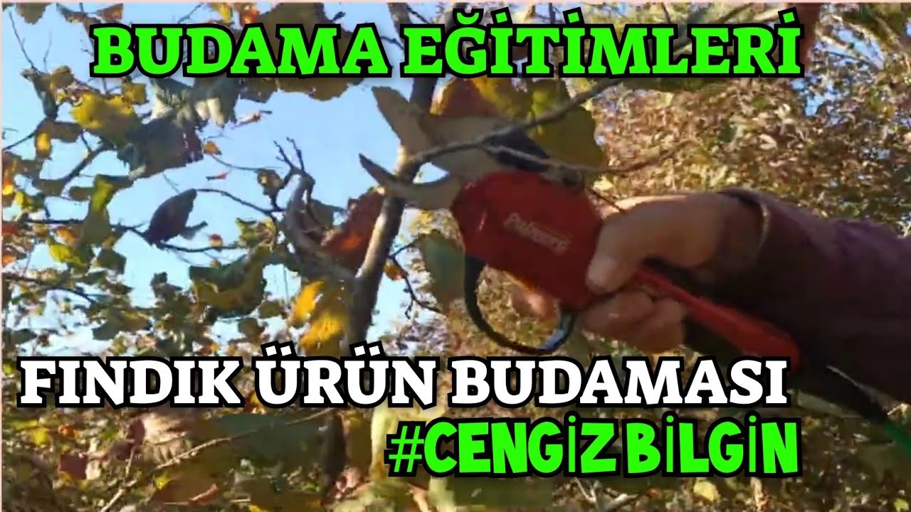 CENGİZ BİLGİN 'den FINDIK BUDAMA EĞİTİMLERİ | &Uuml;r&uuml;n Budaması Nasıl Yapılır ?