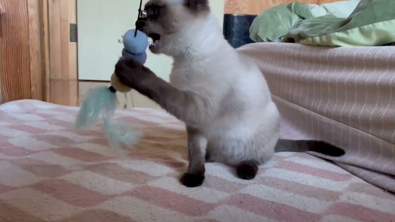 シャム猫飼育疑似体験ねこじゃらしで本気のブリちゃんと遊ぼ