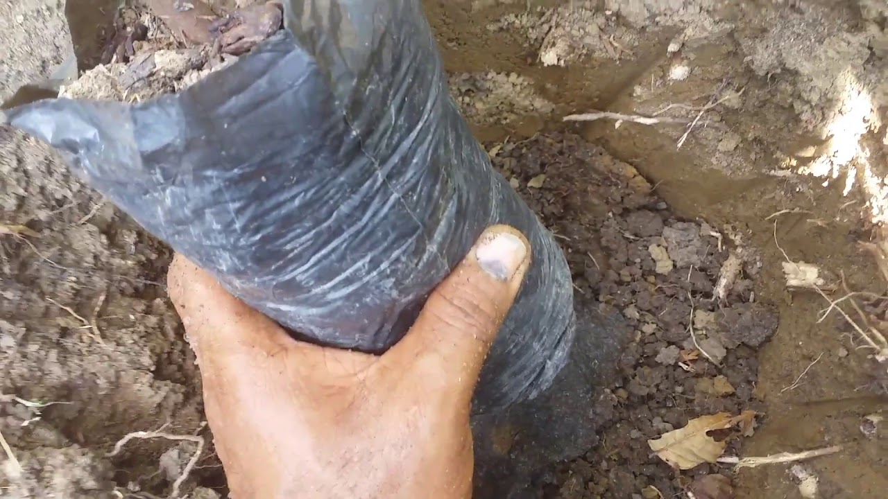 detalhando plantio com hidrogel.