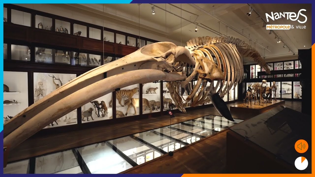 Le Muséum de Nantes entre dans une nouvelle ère