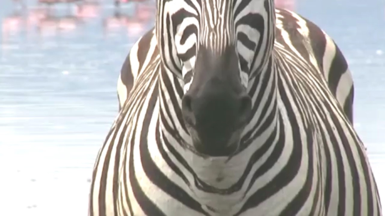 The Real Reason We Don't Ride Zebras