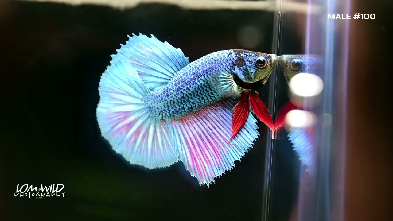 HALFMOON MALE BETTA #100 LOMWILD