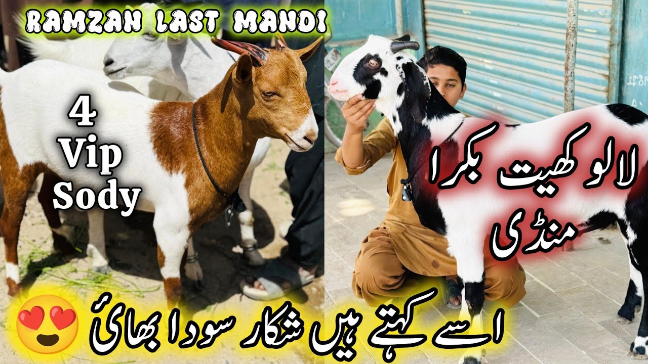 Lalukhet Bakra Mandi Karachi Latest Rates Update | 15 March 2026 | Bakra Mandi Karachi. 