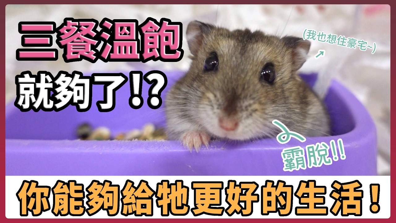 【不踩雷養鼠攻略】存活≠生活！鼠鼠也想住得更好更舒適~ 什麼是科養？該如何布置倉鼠的小豪宅？｜不踩雷不心碎!! 教你一起簡易科養倉鼠｜愛鼠協會
