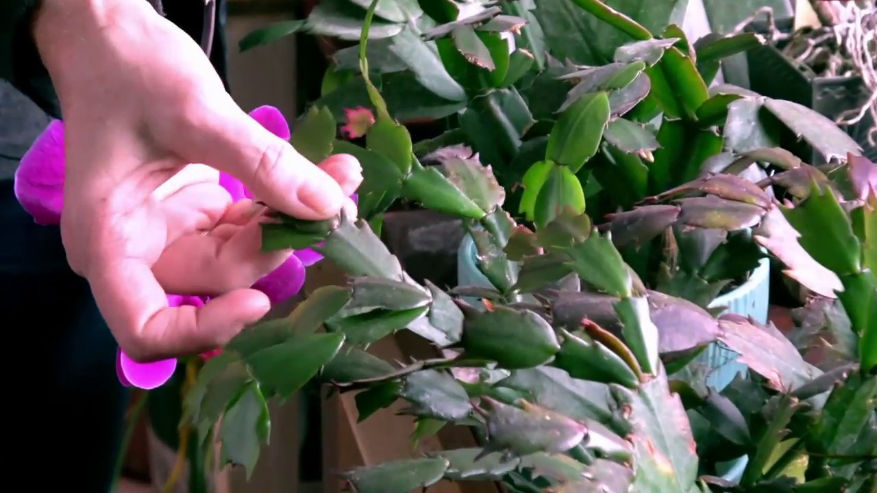 Caring for Your House Plants: Watering