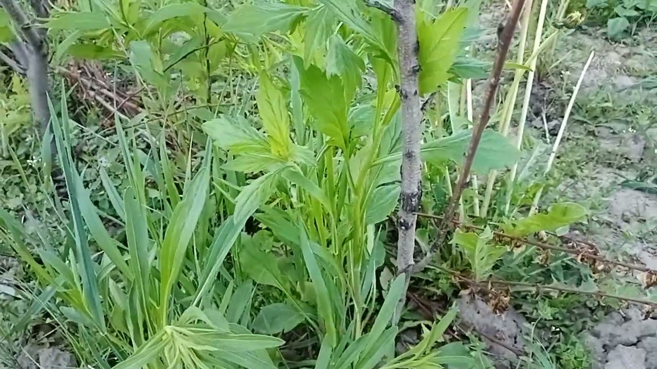 Персик, різниця підщепи....