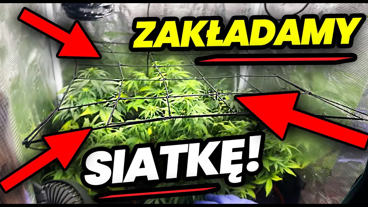 [VLOG  75] Czas na NOWOŚĆ w naszym GROW BOXIE od Mars Hydro ! 🚀 Zakładamy siatkę na rośliny !🌱🔥