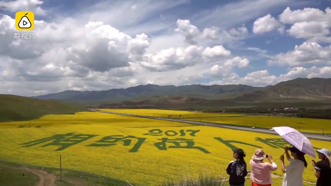 Bright and Shiny: aerial view of the blooming rapeseed flowers in Xiahe, NW China&rsquo;s Gansu