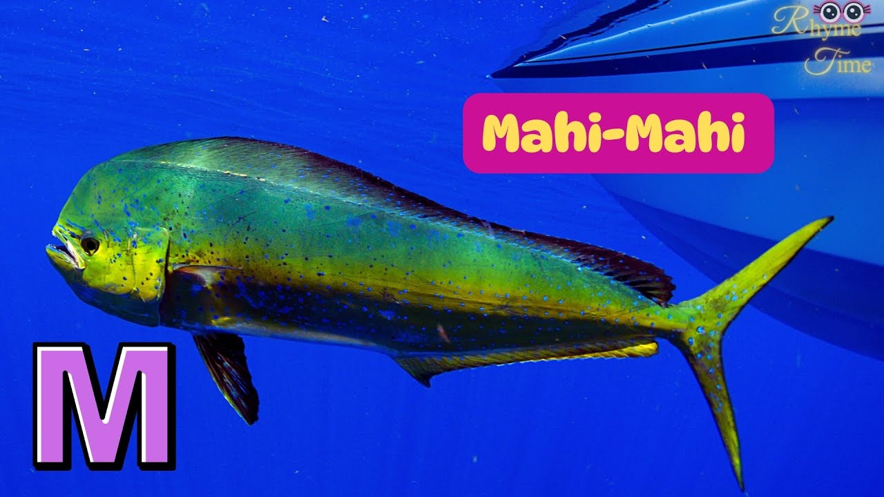 Aquatic Animals From A to Z + Sea Animals + Ocean animals +  RhymeTime nursery rhymes & kids songs