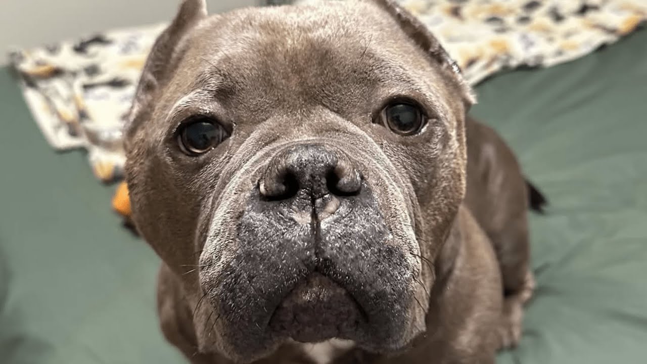 This Pitbull's Life Was Hopeless—Until Kindness Changed Everything