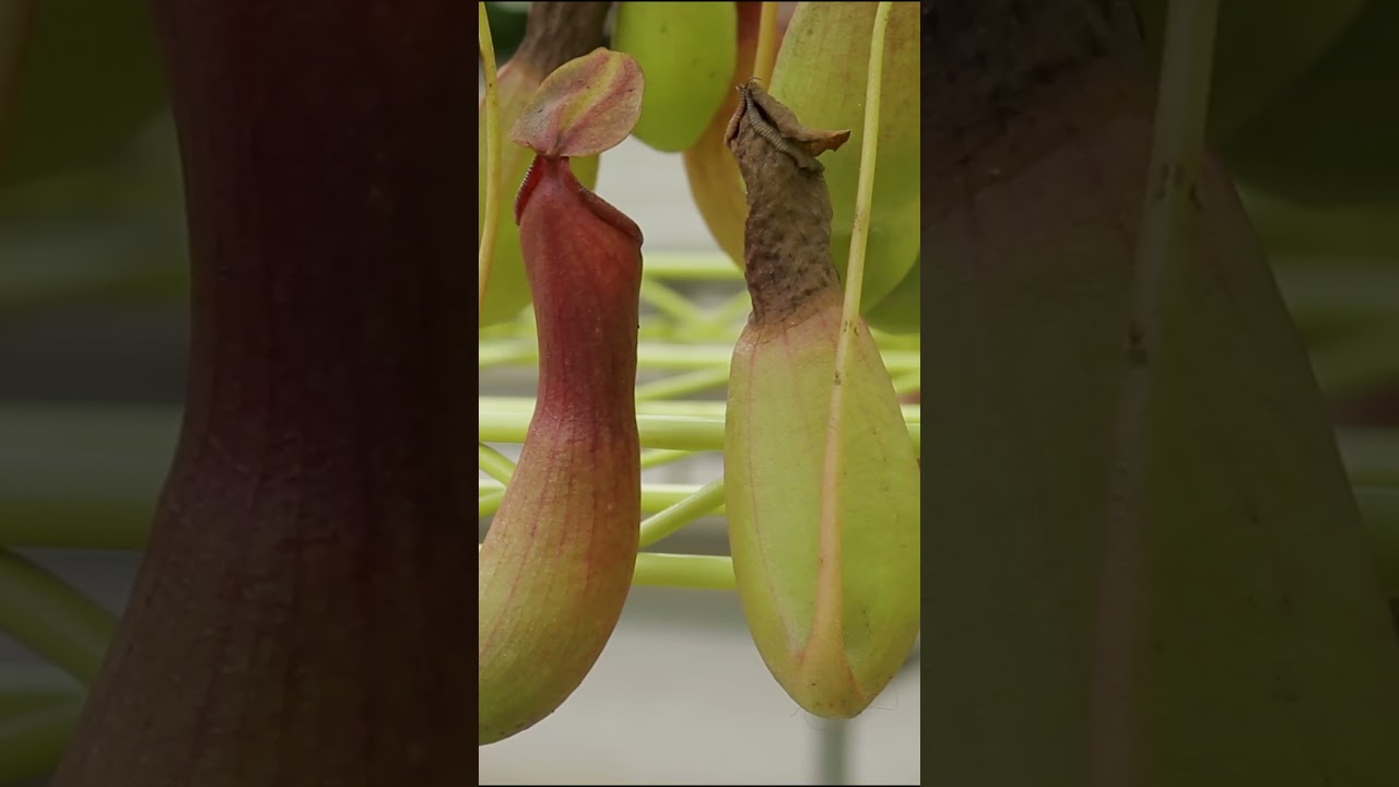 How to Prune a Pitcher Plant